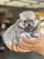 Buddy, a male Pomeranian for sale in Lindsay, CA – 7 of 10