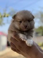 Lola , a female Pomeranian for sale in Lindsay, CA – 3 of 9