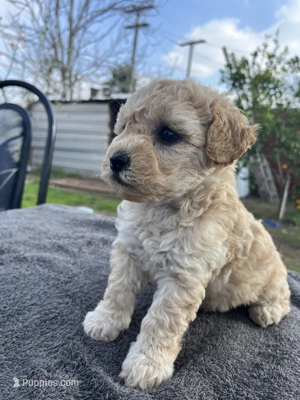 Rosie , a female Poodle - Miniature  for sale in Lindsay, CA – Photo 1 of 2