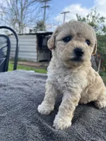 Rosie , a female Poodle - Miniature  for sale in Lindsay, CA – Photo 2 of 2