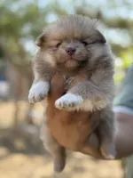 Lola , a female Pomeranian for sale in Lindsay, CA – 4 of 9