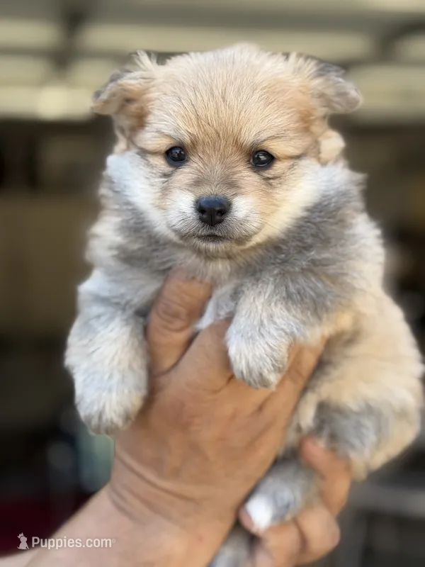 Bruce  – Pomeranian puppy for sale in Lindsay, CA