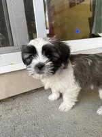 Ice Cube, a male Shih Tzu for sale in Longmont, CO – Photo 5 of 5