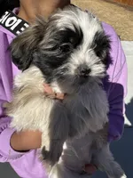 Cube, a male Shih Tzu for sale in Longmont, CO – Photo 1 of 5