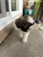 Ice Cube, a male Shih Tzu for sale in Longmont, CO – Photo 3 of 5