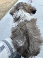 Ice Cube, a male Shih Tzu for sale in Longmont, CO – Photo 2 of 5