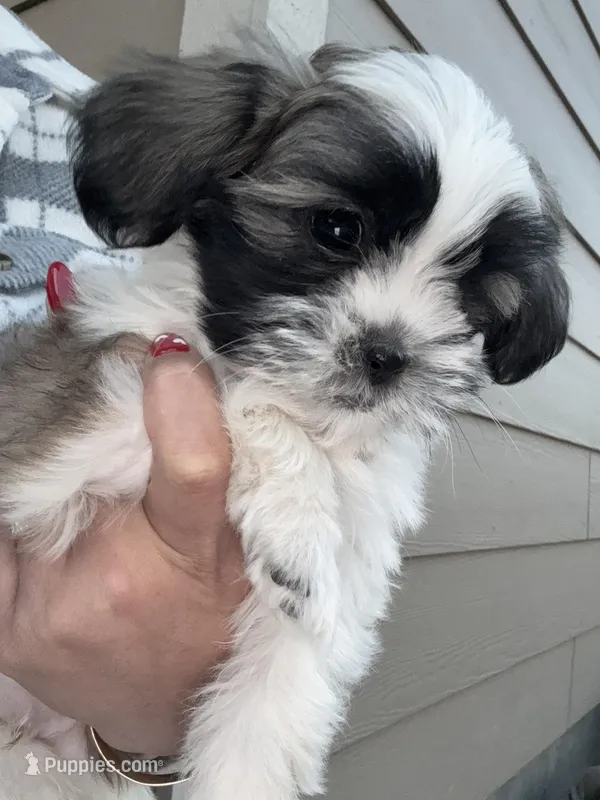 Ice Cube, a male Shih Tzu for sale in Longmont, CO – Photo 1 of 5