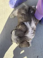 Cube, a male Shih Tzu for sale in Longmont, CO – Photo 3 of 5