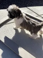 Cube, a male Shih Tzu for sale in Longmont, CO – Photo 4 of 5