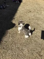 Cube, a male Shih Tzu for sale in Longmont, CO – Photo 5 of 5