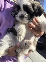 Cube, a male Shih Tzu for sale in Longmont, CO – Photo 2 of 5