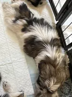 Pun, a male Shih Tzu for sale in Longmont, CO – Photo 3 of 3