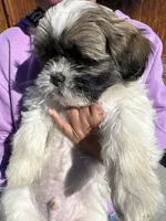 Pun, a male Shih Tzu for sale in Longmont, CO – Photo 1 of 3