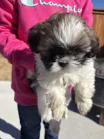 Pac, a male Shih Tzu for sale in Longmont, CO – Photo 1 of 5