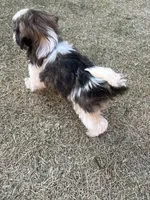 Pac, a male Shih Tzu for sale in Longmont, CO – Photo 4 of 5