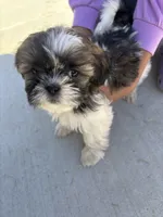 Pac, a male Shih Tzu for sale in Longmont, CO – Photo 3 of 5
