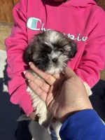 Pac, a male Shih Tzu for sale in Longmont, CO – Photo 2 of 5