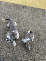 Violet, a female Shih Tzu for sale in Longmont, CO – Photo 4 of 4