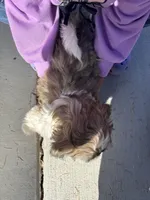 Violet, a female Shih Tzu for sale in Longmont, CO – Photo 2 of 4