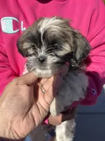 Violet, a female Shih Tzu for sale in Longmont, CO – Photo 1 of 4