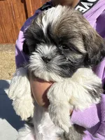 Biggie, a male Shih Tzu for sale in Longmont, CO – Photo 2 of 5