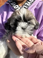 Biggie, a male Shih Tzu for sale in Longmont, CO – Photo 1 of 5