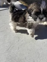 Biggie, a male Shih Tzu for sale in Longmont, CO – Photo 4 of 5
