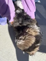 Biggie, a male Shih Tzu for sale in Longmont, CO – Photo 3 of 5