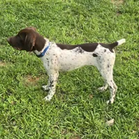 Blue Collar (formerly green), a male German Shorthaired Pointer for sale in Charles City, VA – 4 of 10