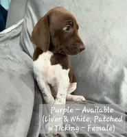 Purple Collar, a female German Shorthaired Pointer for sale in Charles City, VA – 2 of 2