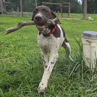 Red Collar, a male German Shorthaired Pointer for sale in Charles City, VA – 3 of 10