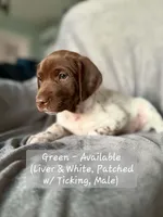 Green Collar, a male German Shorthaired Pointer for sale in Charles City, VA – 1 of 2