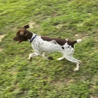 Blue Collar (formerly green), a male German Shorthaired Pointer for sale in Charles City, VA – 5 of 10