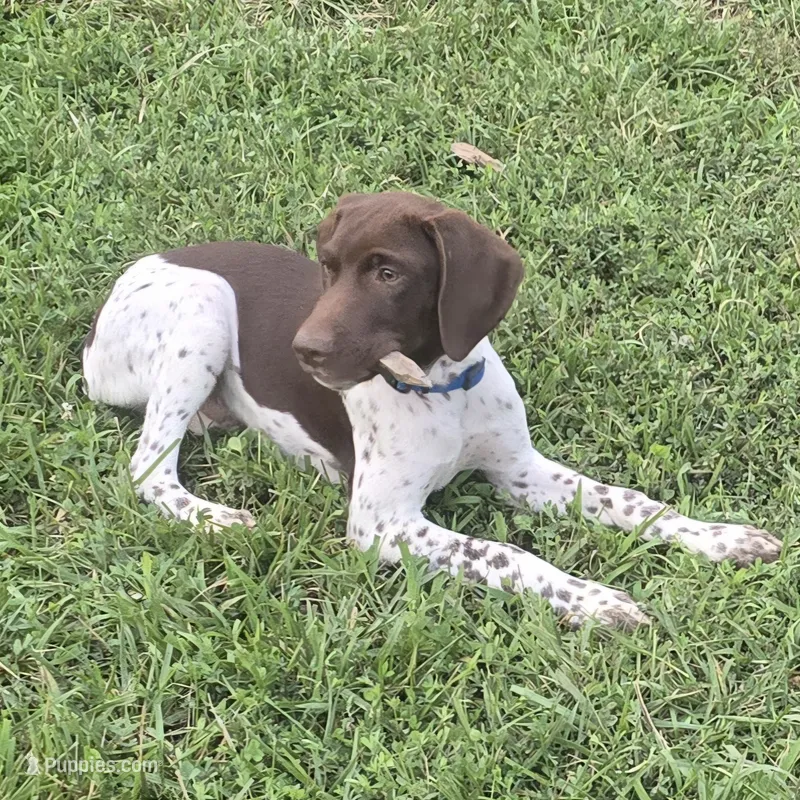 Blue Collar (formerly green) – German Shorthaired Pointer puppy for sale in Charles City, VA
