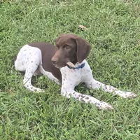 Blue Collar (formerly green), a male German Shorthaired Pointer for sale in Charles City, VA – 1 of 10