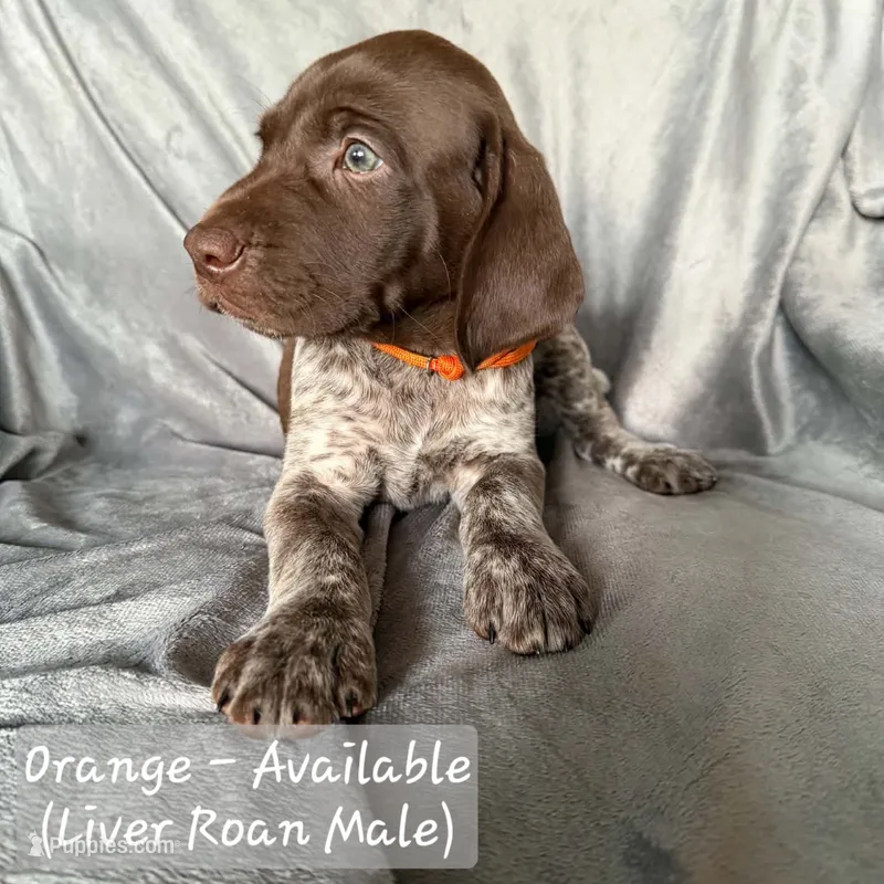 Orange Collar – German Shorthaired Pointer puppy for sale in Charles City, VA
