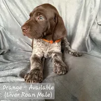Orange Collar, a male German Shorthaired Pointer for sale in Charles City, VA – 1 of 2