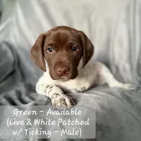 Green Collar, a male German Shorthaired Pointer for sale in Charles City, VA – 2 of 2
