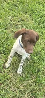 Blue Collar (formerly green), a male German Shorthaired Pointer for sale in Charles City, VA – 8 of 10