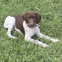 Blue Collar (formerly green), a male German Shorthaired Pointer for sale in Charles City, VA – 2 of 10