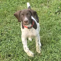 Red Collar, a male German Shorthaired Pointer for sale in Charles City, VA – 6 of 10