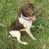 Blue Collar (formerly green), a male German Shorthaired Pointer for sale in Charles City, VA – 7 of 10