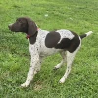 Red Collar, a male German Shorthaired Pointer for sale in Charles City, VA – 5 of 10
