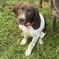 Red Collar, a male German Shorthaired Pointer for sale in Charles City, VA – 1 of 10