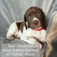 Red Collar, a male German Shorthaired Pointer for sale in Charles City, VA – 2 of 2