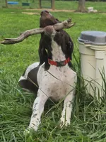 Red Collar, a male German Shorthaired Pointer for sale in Charles City, VA – 2 of 10