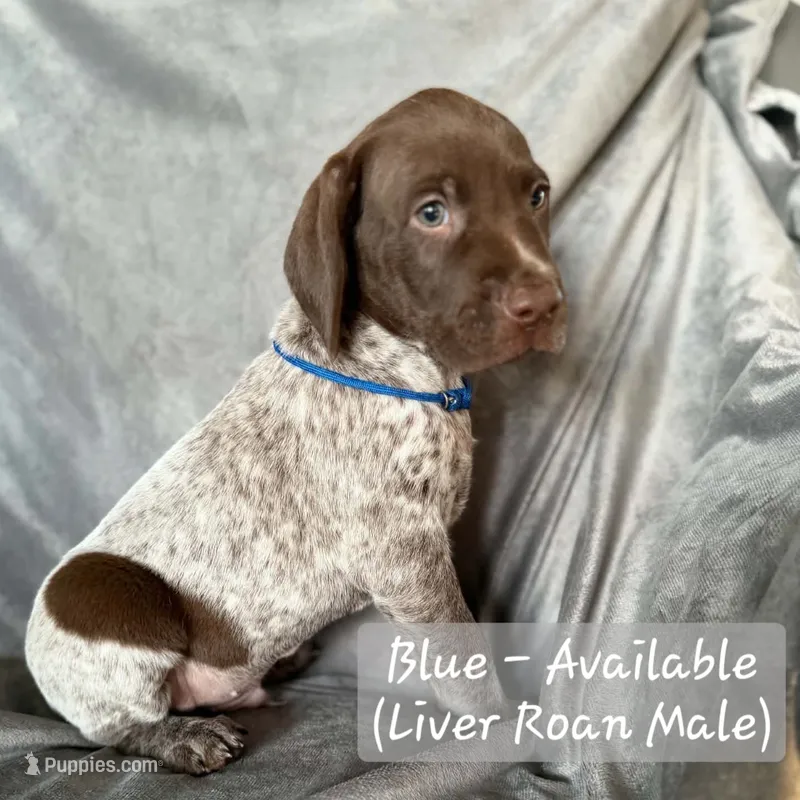 Blue Collar – German Shorthaired Pointer puppy for sale in Charles City, VA