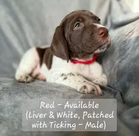 Red Collar, a male German Shorthaired Pointer for sale in Charles City, VA – 1 of 2