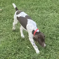 Red Collar, a male German Shorthaired Pointer for sale in Charles City, VA – 7 of 10