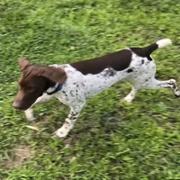 Blue Collar (formerly green), a male German Shorthaired Pointer for sale in Charles City, VA – 6 of 10